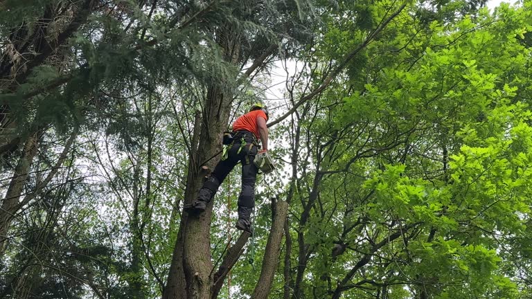 Best Hazardous Tree Removal  in Nome, AK