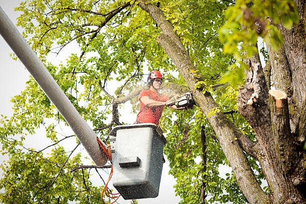 Best Tree Maintenance Programs  in Nome, AK